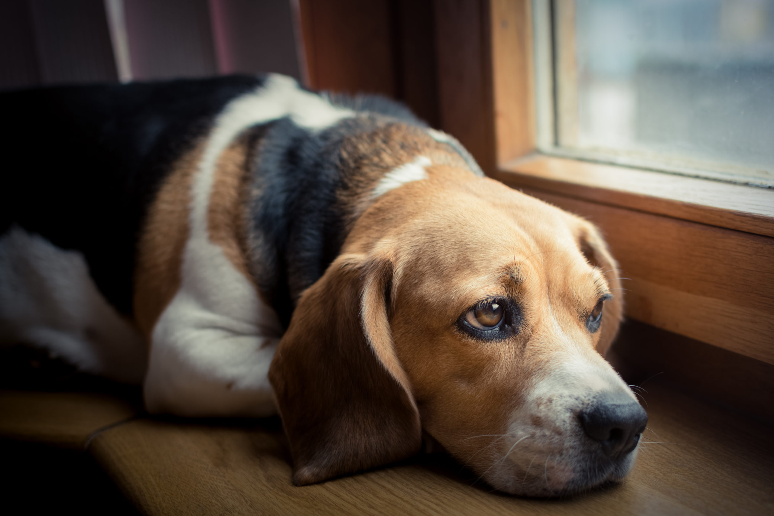 can spondylosis cause paralysis in dogs