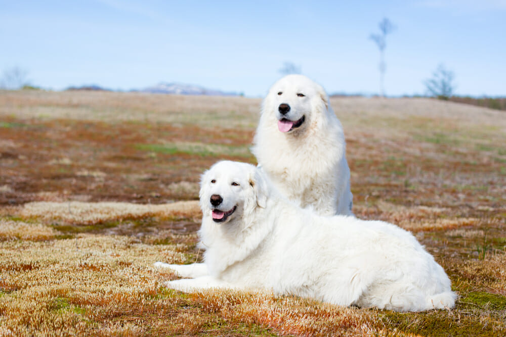 Maremma breed hot sale